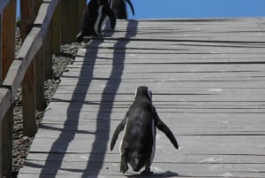 Puerto Madryn: Punta Tombo Shore Excursion for Cruise Guests