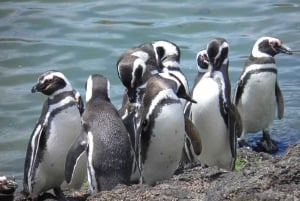 Puerto Madryn: Punta Tombo Shore Excursion for Cruise Guests