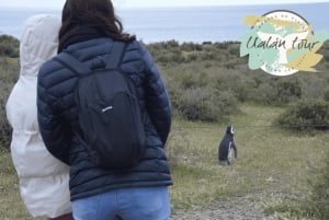 Puerto Madryn: Punta Tombo Shore Excursion for Cruise Guests