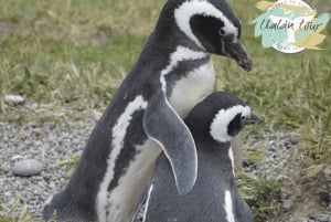 Puerto Madryn: Punta Tombo Shore Excursion for Cruise Guests