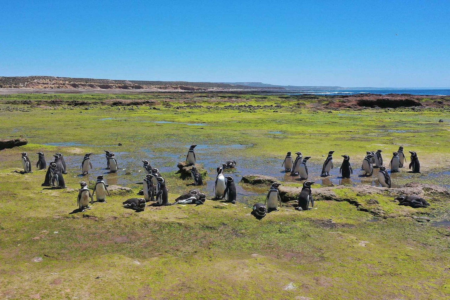 Escursione a terra a Punta Tombo a basso costo