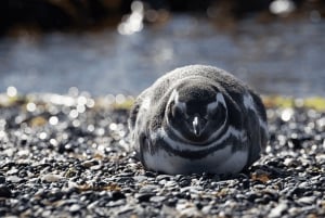 Punta Tombo strandutflykt låg kostnad