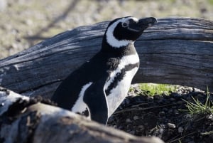 Punta Tombo wycieczka statkiem w niskiej cenie