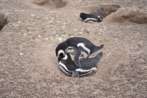 Punta Tombo landudflugt til lav pris