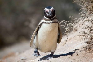 Punta Tombo strandutflykt låg kostnad