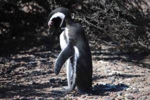 Punta Tombo strandutflykt låg kostnad