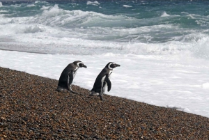 Punta Tombo strandutflykt låg kostnad