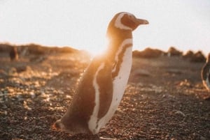 Punta Tombo strandutflykt låg kostnad