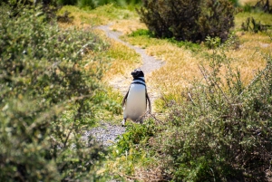 Excursion à Punta Tombo à bas prix