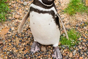 Punta Tombo strandutflykt låg kostnad