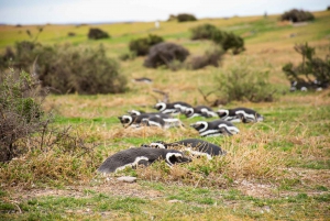 Punta Tombo excursie aan land lage kosten