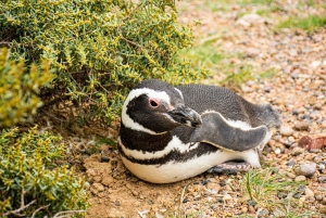 Punta Tombo strandutflykt låg kostnad