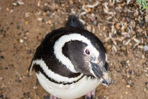 Punta Tombo strandutflykt låg kostnad