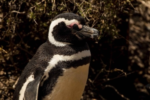 Punta Tombo strandutflykt låg kostnad