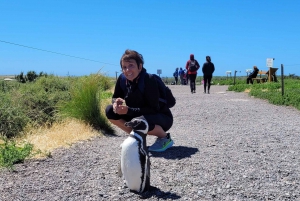 De Punta Madryn: Excursão Terrestre a Punta Tombo com Almoço