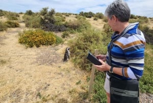 Depuis Punta Madryn : excursion à Punta Tombo avec déjeuner