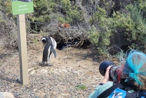 Da Punta Madryn: escursione a terra a Punta Tombo con pranzo