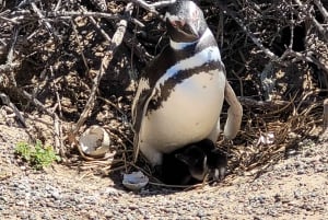 Depuis Punta Madryn : excursion à Punta Tombo avec déjeuner