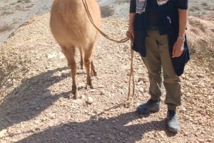 Purmamarca: Vandring med lamor genom mångfärgade berg