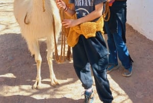 Purmamarca: Vandring med lamor genom mångfärgade berg