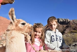 Purmamarca: Vandring med lamor genom mångfärgade berg