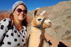 Purmamarca: Vandring med lamor genom mångfärgade berg
