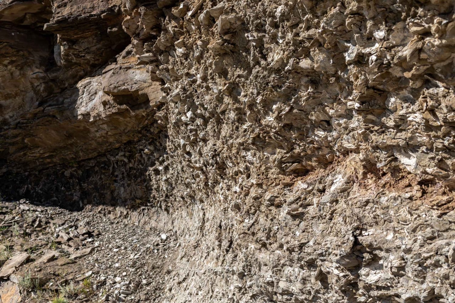 Safari Experience - Fauna & Steppe