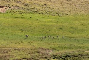 Safari Experience - Fauna & Steppe