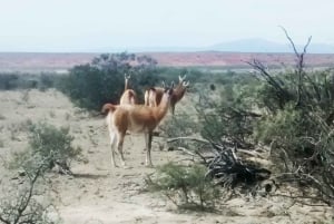 San Juan : Parc national d'Ischigualasto - Vallée de la Lune