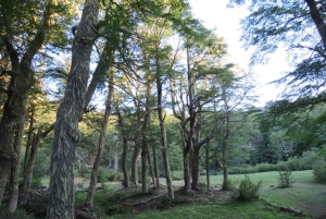 Sightseeingtour San Martín de los Andes: Mallin Grande