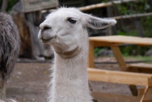 Santiago: Inka-lagunetur med lokal vingård og smagning