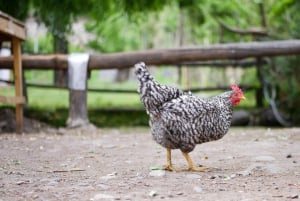 Santiago: Inka-lagunetur med lokal vingård og smagning