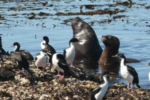 Scellement dans le canal Beagle jusqu'au phare