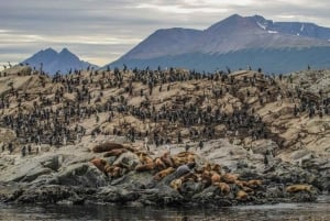 Scellement dans le canal Beagle jusqu'au phare