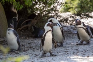 Excursão do Porto de Buenos Aires: Viagem de 1 dia a Temaikèn