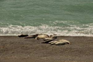 Excursie Peninsula Valdes met lunchpakket + Stadsrondleiding