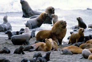 Shore Excursion: Punta Loma with City Tour Puerto Madryn