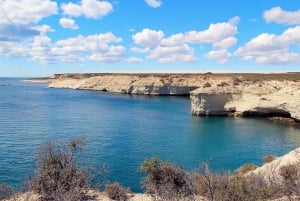 Shore Excursion: Punta Loma with City Tour Puerto Madryn