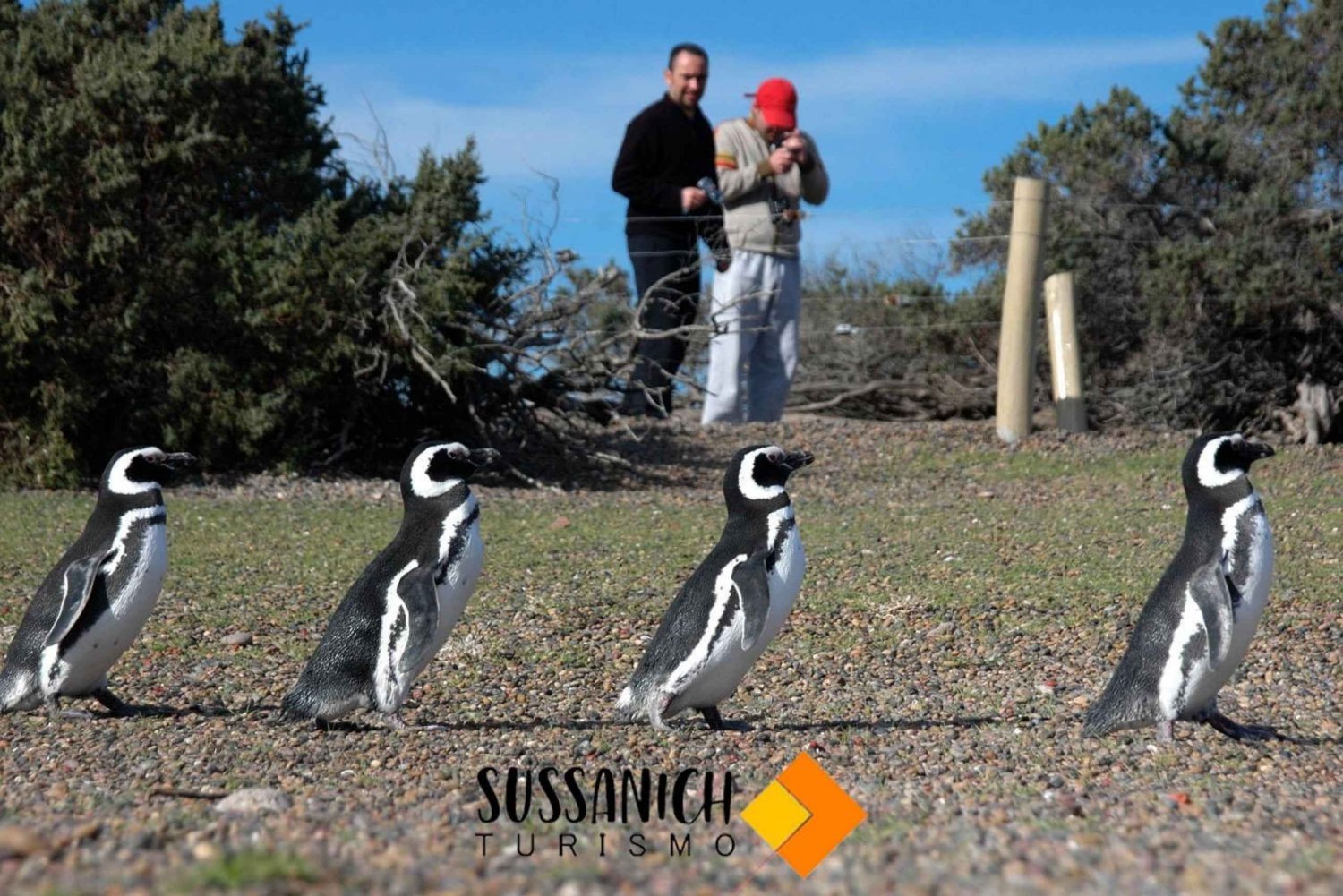 Shore Excursion Punta Tombo with box lunch & entry free