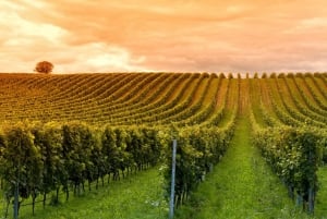 Small-Group Wineries Tour with Tasting and Lunch