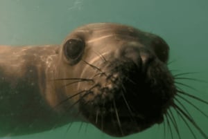 Snorkla med sjölejon på Peninsula Valdes