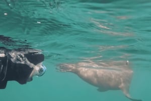 Snorkla med sjölejon på Peninsula Valdes