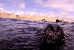 Snorkla med sjölejon på Peninsula Valdes