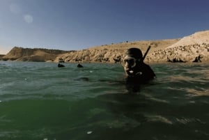 Snorkla med sjölejon på Peninsula Valdes