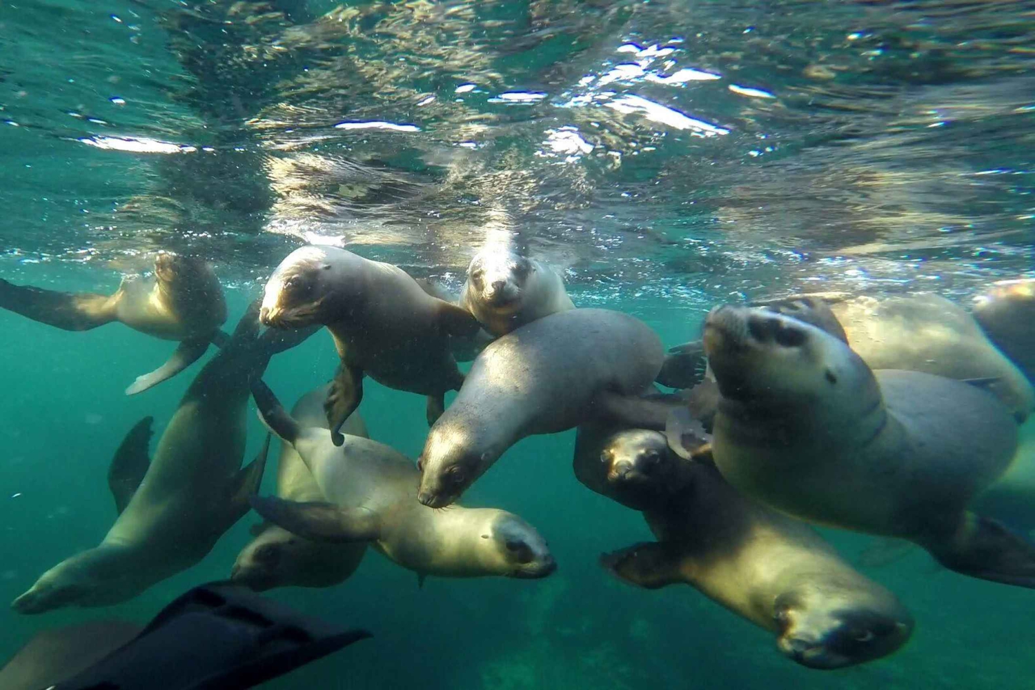 Snorkeling z lwami morskimi