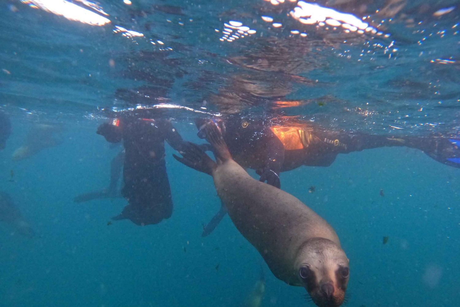 Snorkeling z lwami morskimi