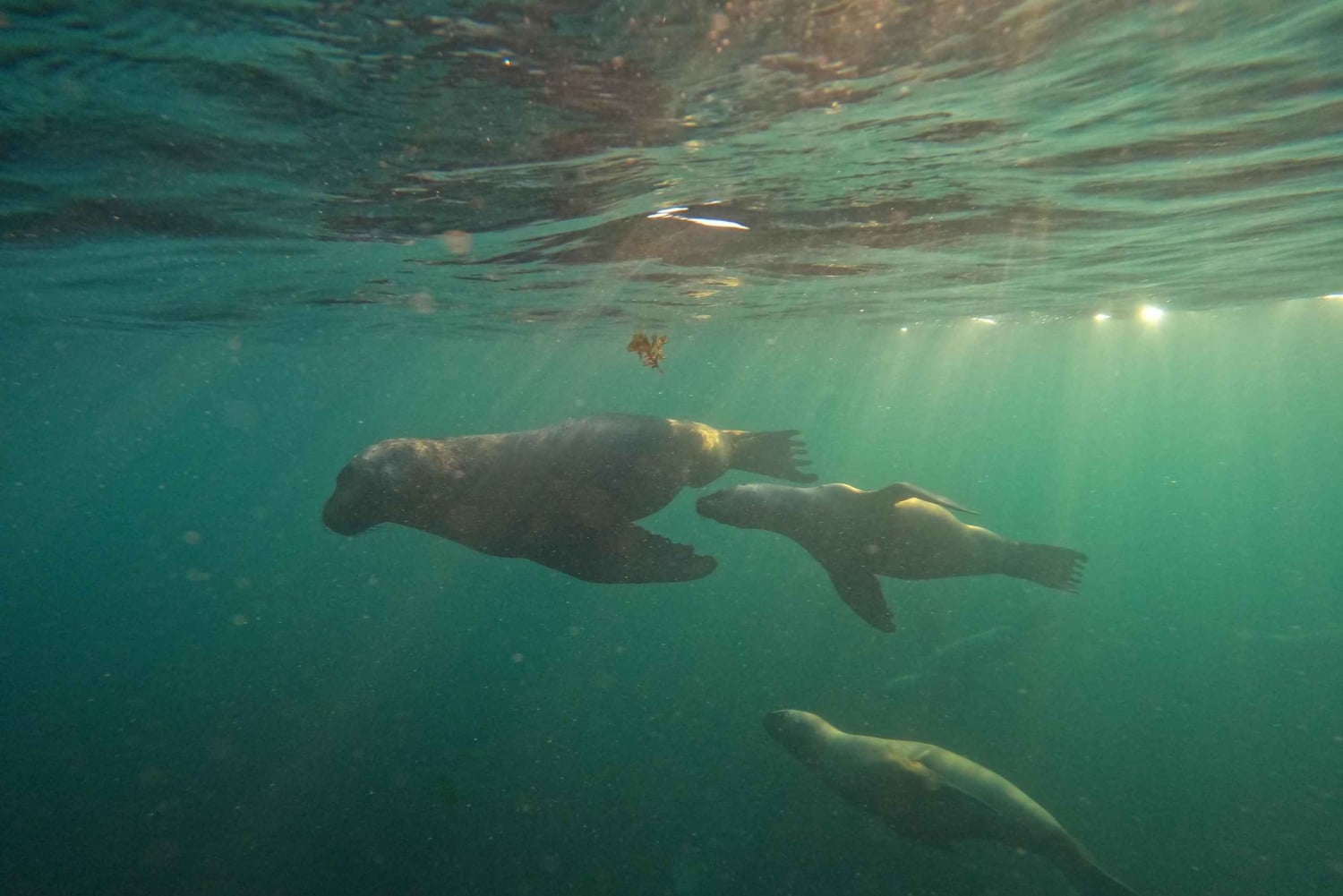 Snorkeling z lwami morskimi