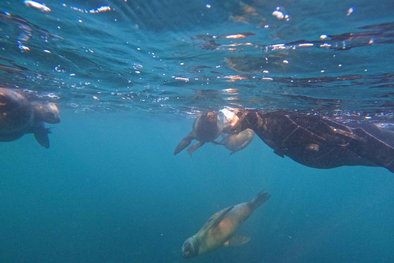 Snorkeling z lwami morskimi