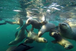 Snorkeling con i leoni marini