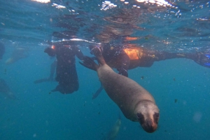 Snorkelen met zeeleeuwen